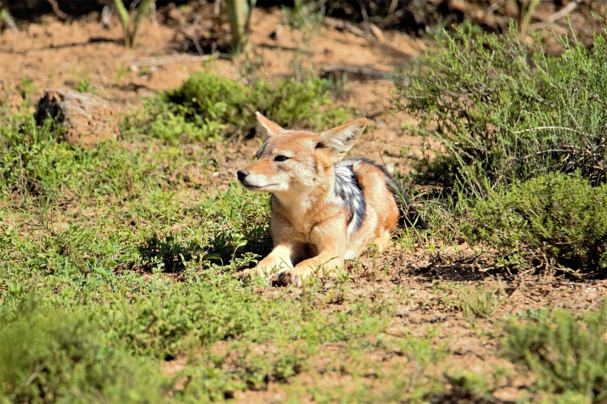 Hitgeheim Country Lodge Addo Εξωτερικό φωτογραφία